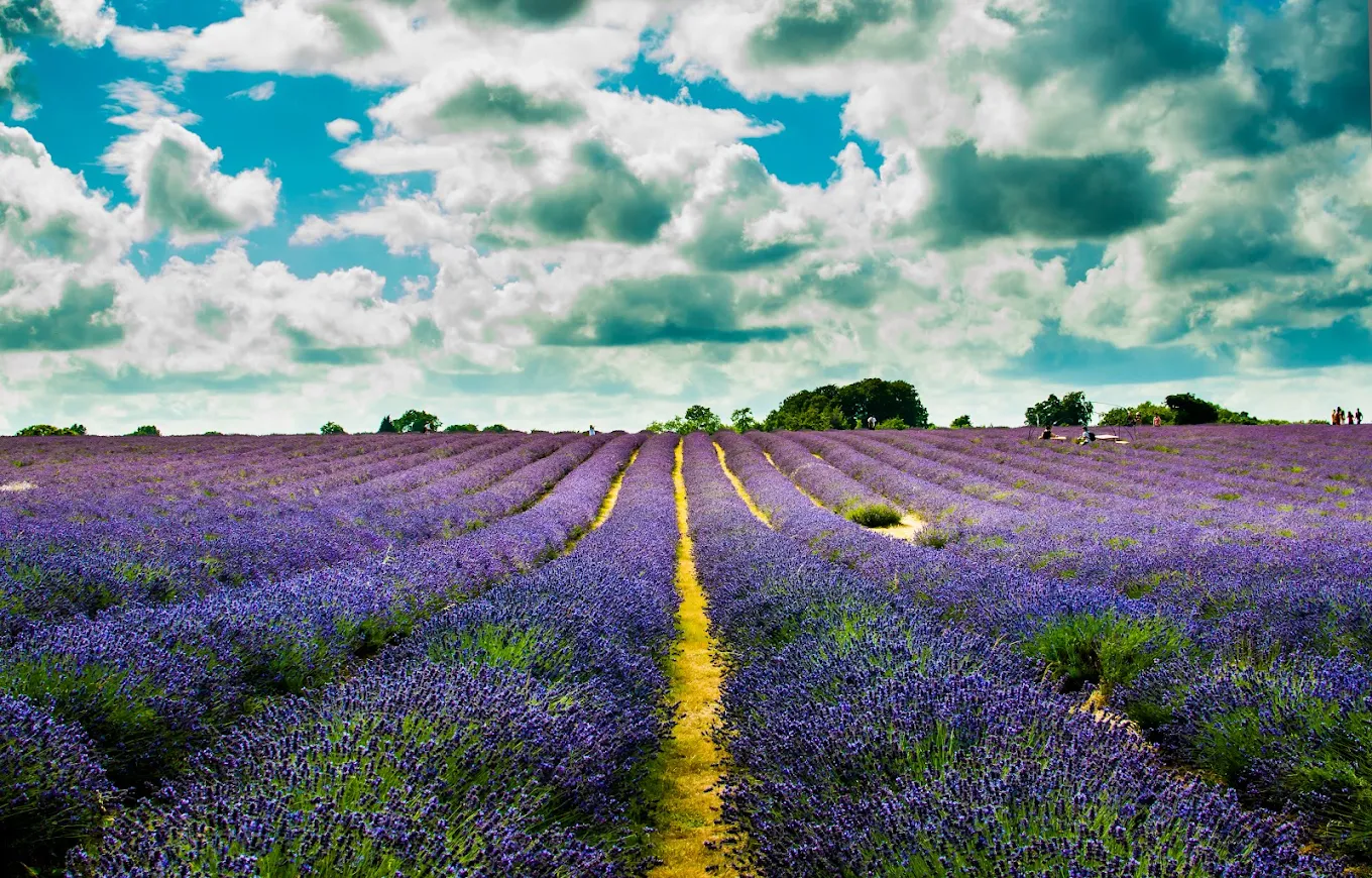 Mayfield Lavender in Banstead