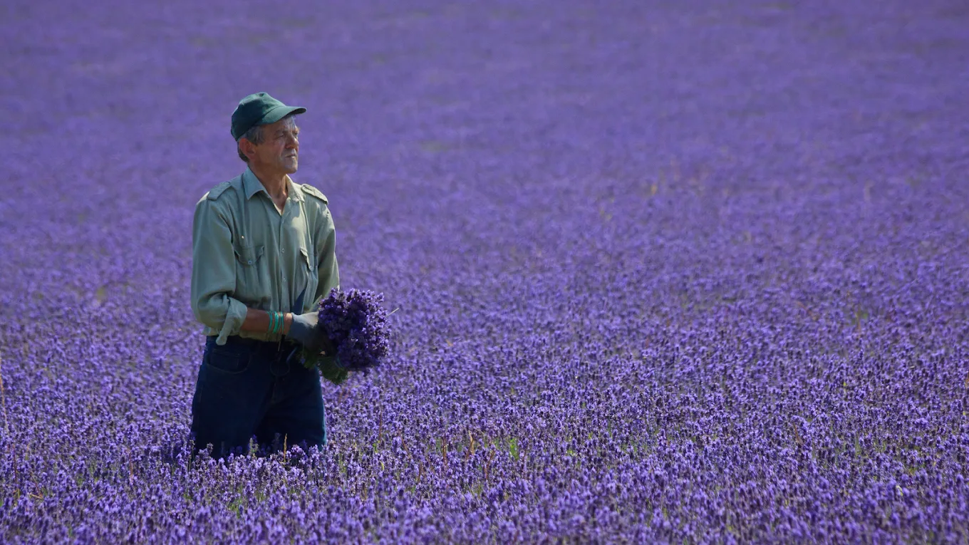 Mayfield Lavender in Banstead