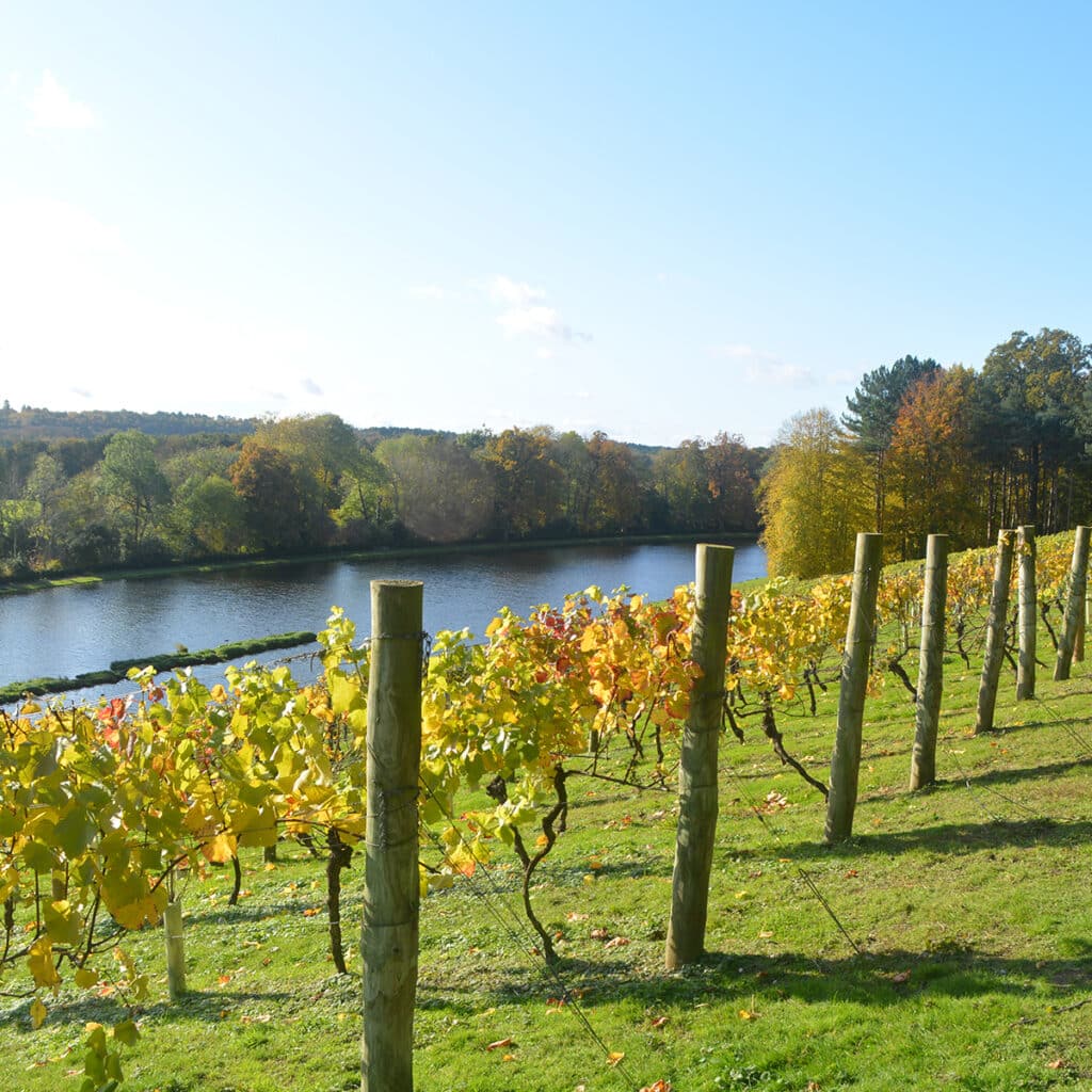 Painshill in Cobham