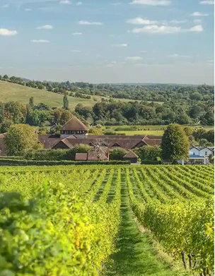 Denbies Wine Estate in Dorking