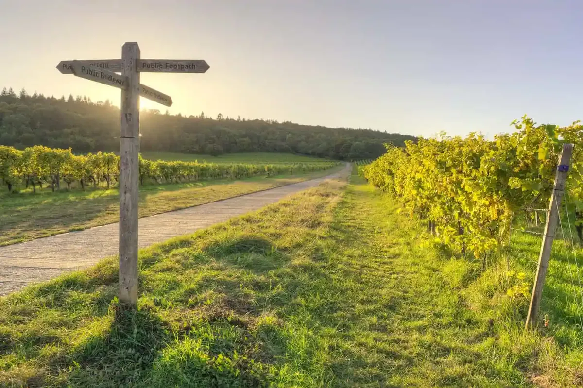Denbies Wine Estate in Dorking