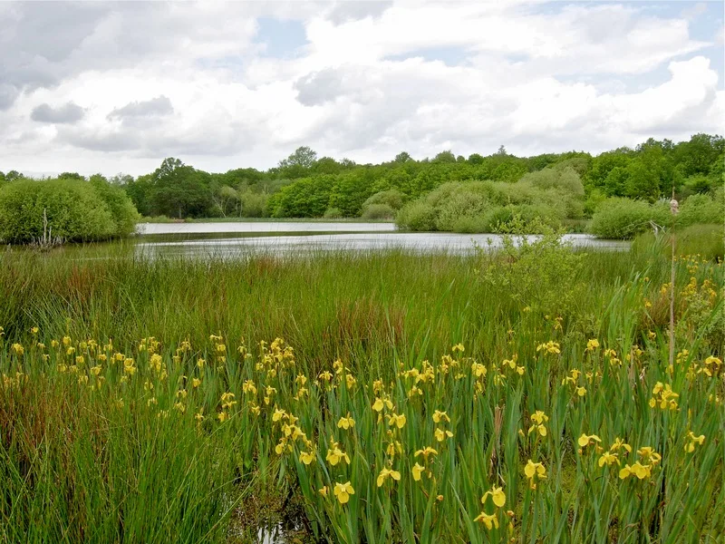 Epsom Common Local Nature Reserve in Epsom
