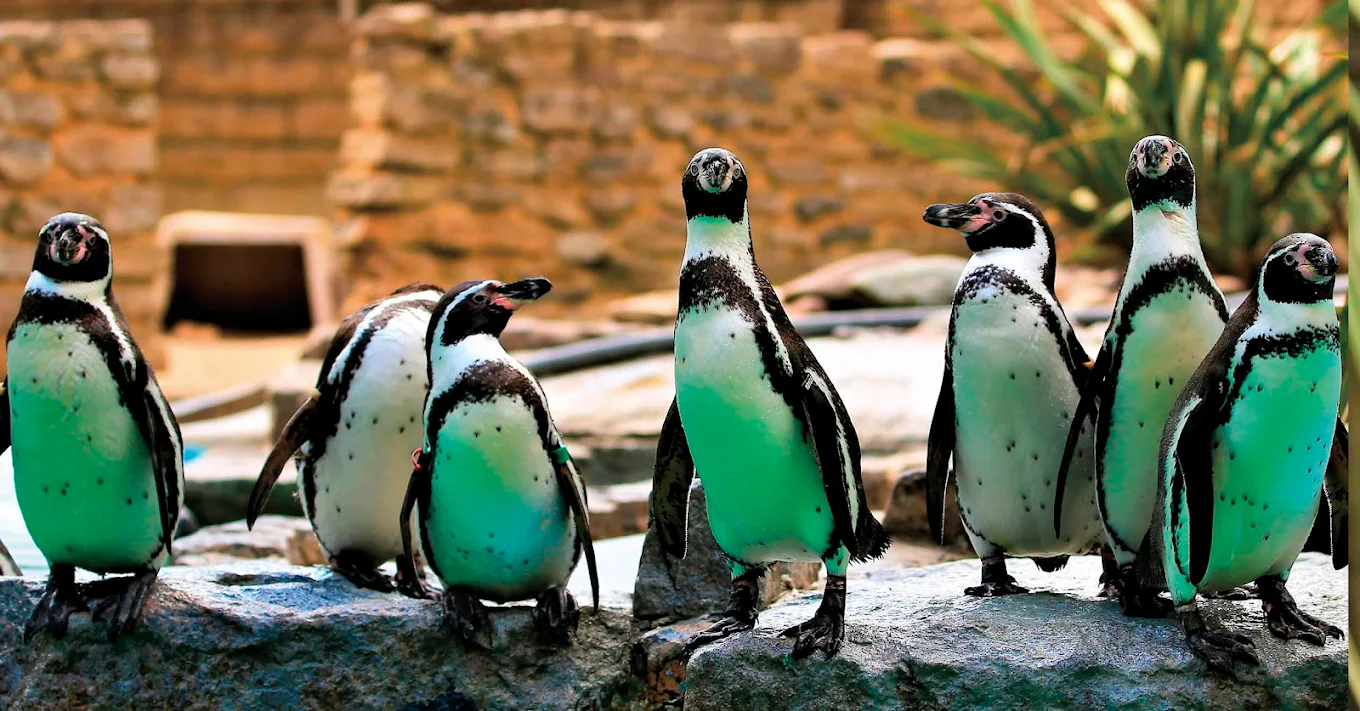 Birdworld in Farnham