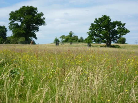 Farnham Park in Farnham