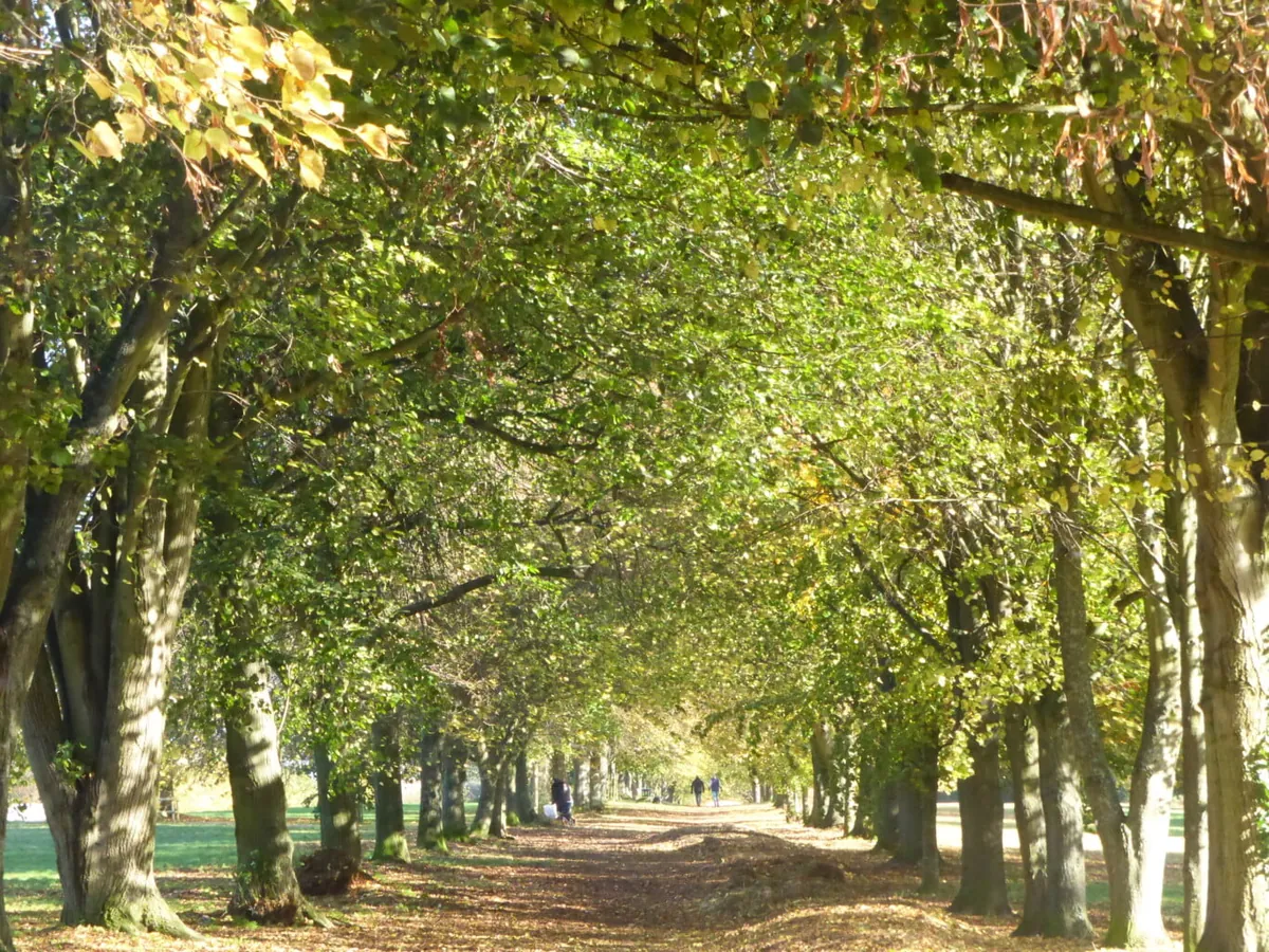 Farnham Park in Farnham