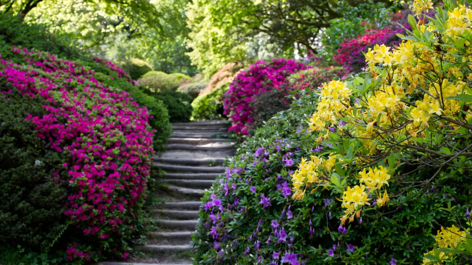 Winkworth Arboretum in Godalming