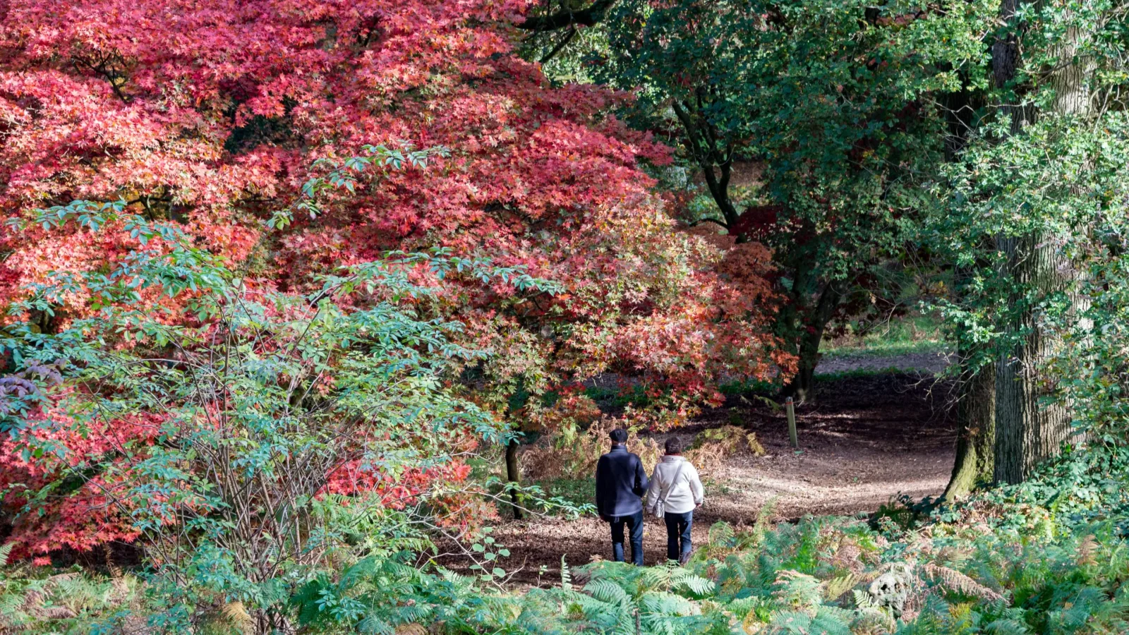 Winkworth Arboretum in Godalming