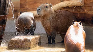 Hobbledown Adventure Park & Zoo in Guildford