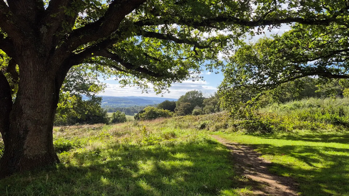 Newlands Corner in Guildford