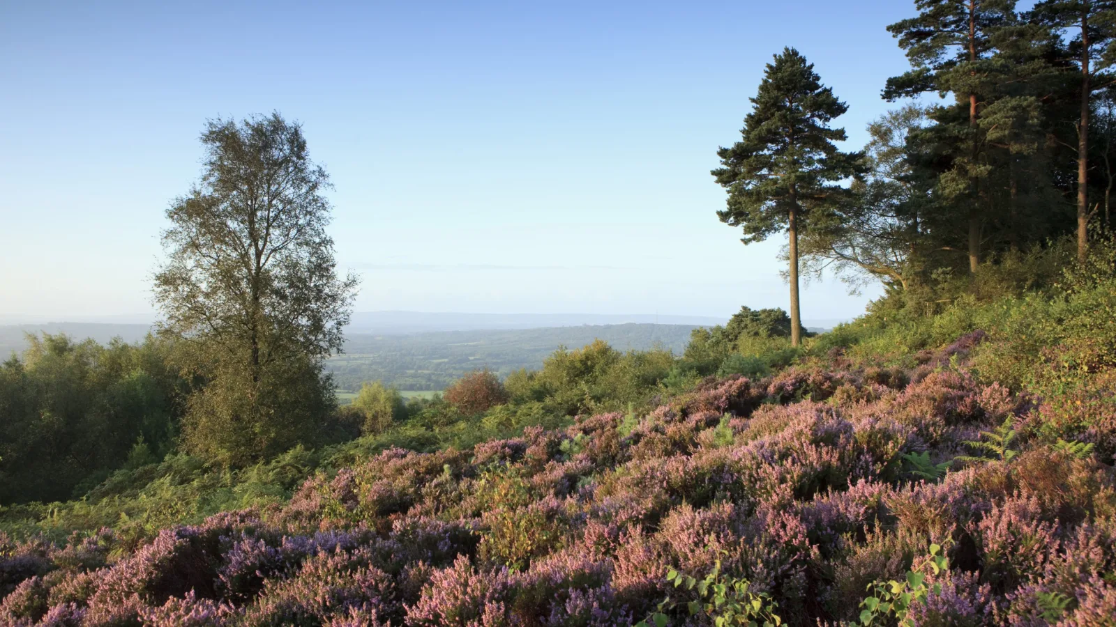 Black Down in Haslemere