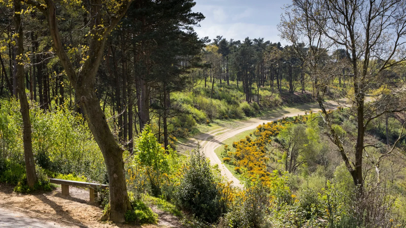 Hindhead Commons and the Devil's Punch Bowl in Haslemere