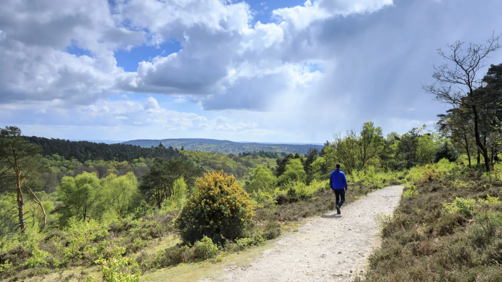 Hindhead Commons and the Devil's Punch Bowl in Haslemere