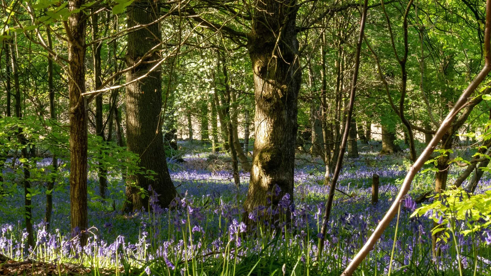 Limpsfield Common in Oxted