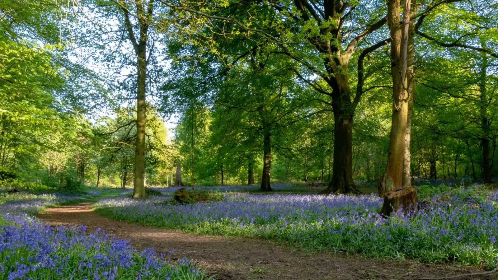 Limpsfield Common in Oxted